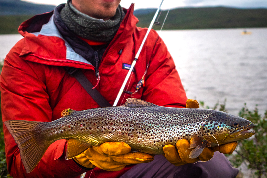 Kalastaja punaisessa takissa pitää taimenta käsissään Finnmarkin tunturijärvellä. Bete Lotto 9 g 35 mm, väri 201-BBK, näkyy kalan suussa. Taustalla avoin tunturijärvi ja matala kasvillisuus.